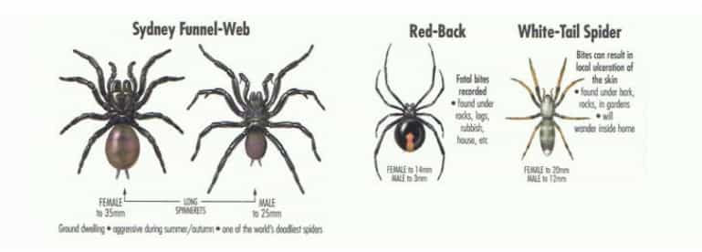 Deadly & Dangerous Spiders