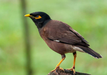 Indian Mynas Indian Mynas