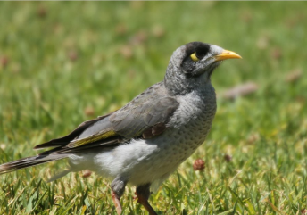 Minor Urban Pest Birds Minor Urban Pest Birds