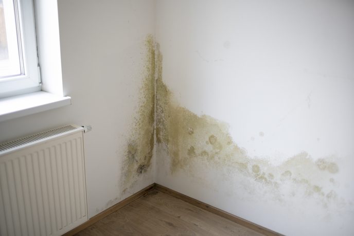 Damp walls and building materials Mould on damp walls and building materials