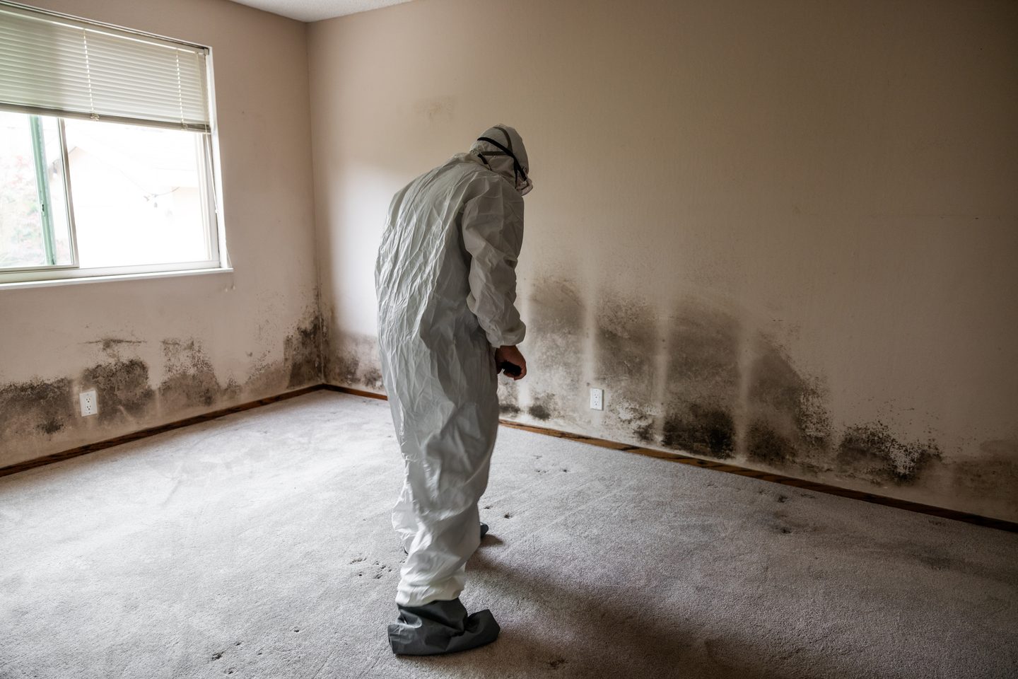 Mould removal technician inspecting a mouldy room in Sydney
