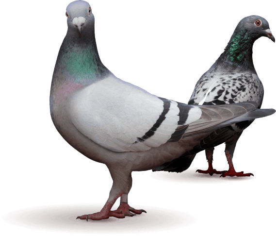 Pigeon Pest Control Sydney