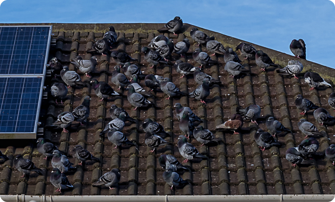Pigeon Pest Control Sydney
