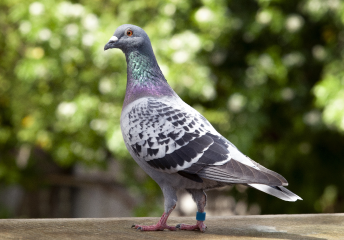 Pigeons Pigeons
