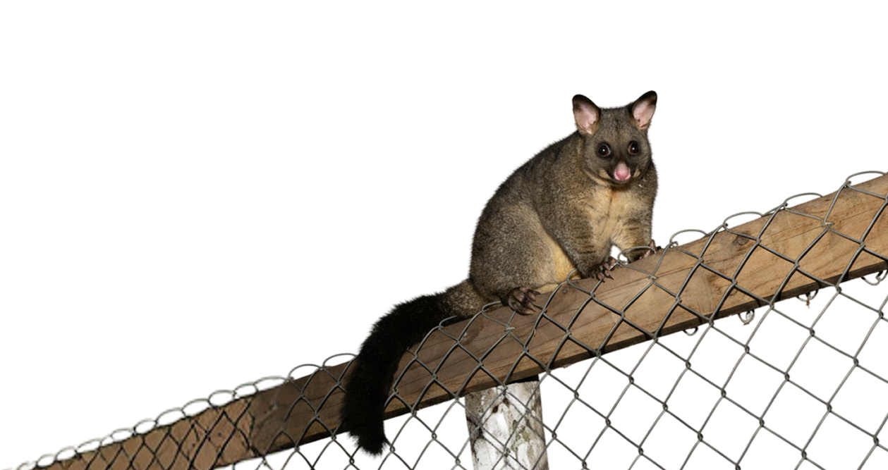 Possum Proofing & Netting