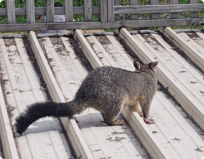 Possum Proofing Sydney