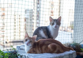Small Animal Enclosures Small animal enclosure netting for rabbits and guinea pigs