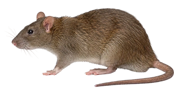 Rodent Netting Proofing