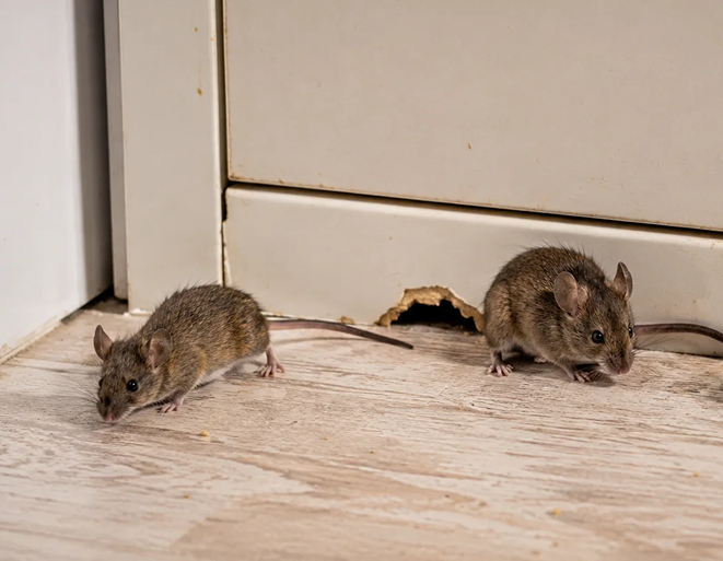 Rodent Netting Sydney