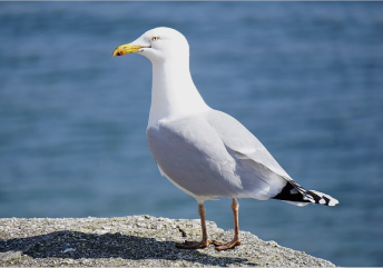 Seagulls Seagulls