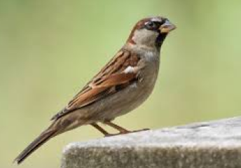 Sparrows Sparrows