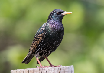 Starlings Starlings