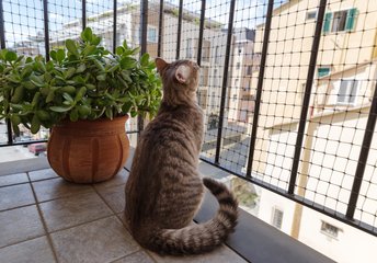 Strata & Apartment Balconies Strata and apartment balcony cat netting