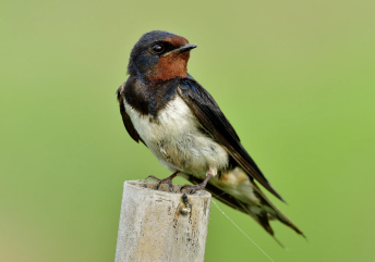 Swallows Swallows