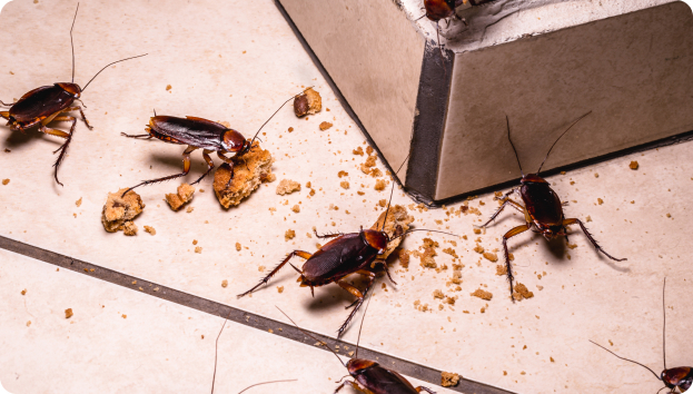 Cockroach Control Inner West Cockroach Control Inner West