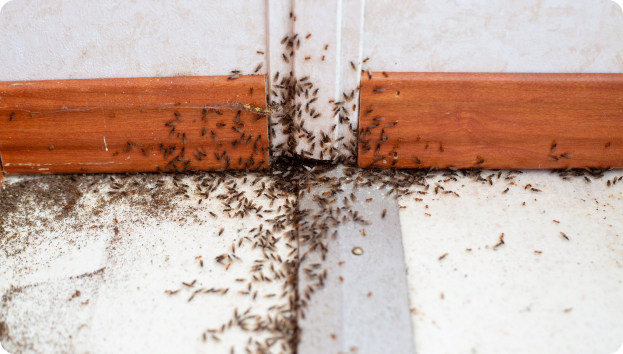 Cockroach Control Inner West Cockroach Control Inner West