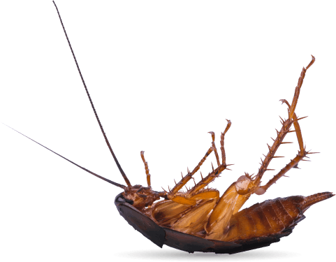 Pest Control Inner West Pest Control Inner West