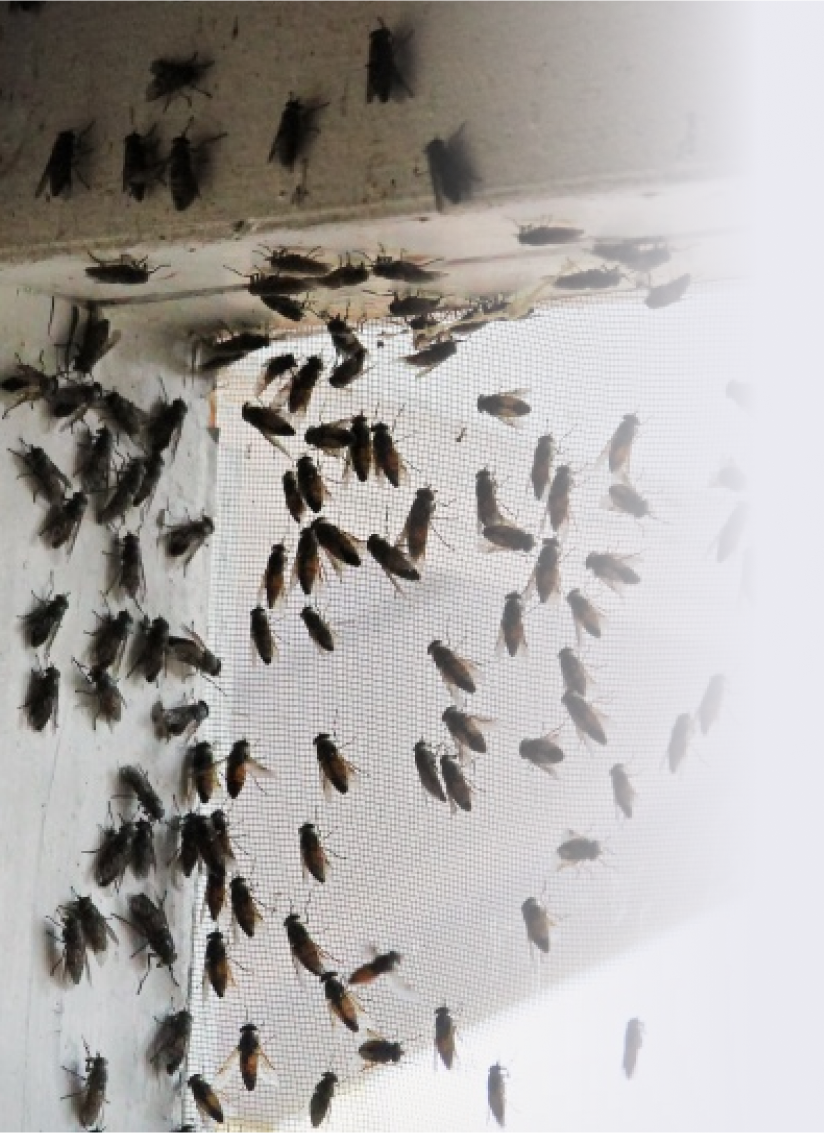 Pest Control [SUBURB]