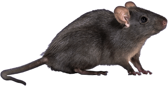 Rodents Control Inner West Rodents Control Inner West